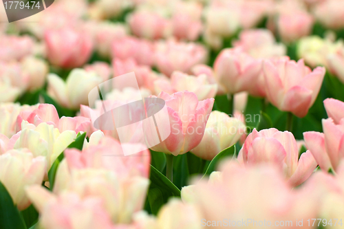 Image of Pink tulips background