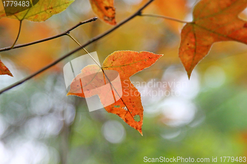 Image of Red leaves background