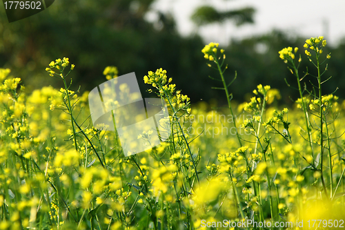 Image of Rape flowers field in spring