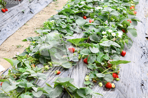 Image of Strawberries fields