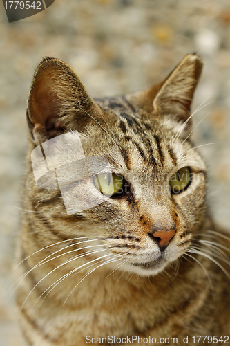 Image of A cat with sharp eyesight, close-up.