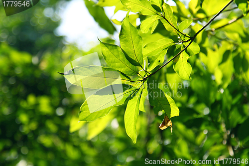 Image of Fresh leaves in spring time
