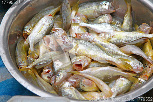 Image of Fresh fishes in market