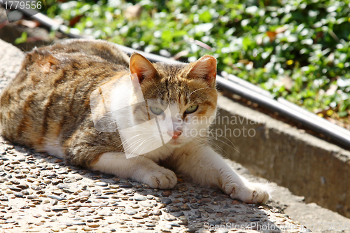 Image of A cat under sunshine