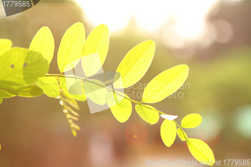 Image of Leaves under sunlight