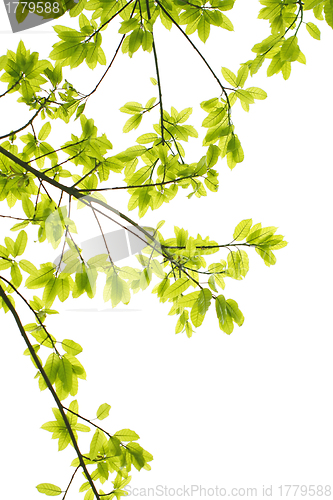 Image of Green leaves white background 