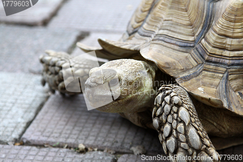 Image of Turtle on ground