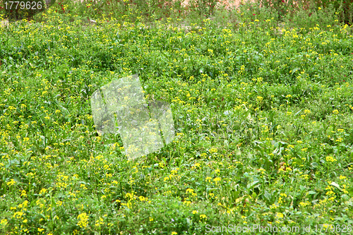 Image of Rape flowers field in spring