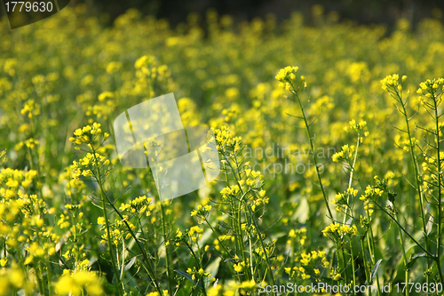 Image of Rape flowers field in spring