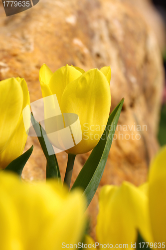 Image of Yellow tulip, close-up.