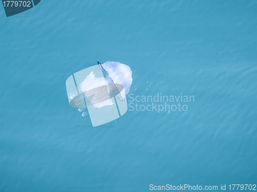 Image of jelly fish