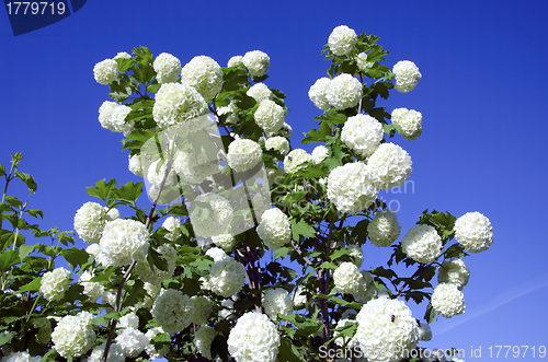 Image of Snowball white blooms on blue sky. Viburnum opulus 