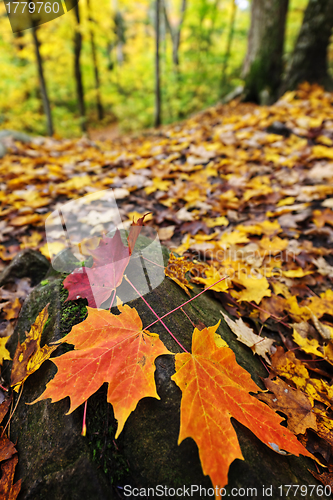 Image of Fall leaves in forest