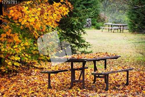 Image of Picnic table with autumn leaves