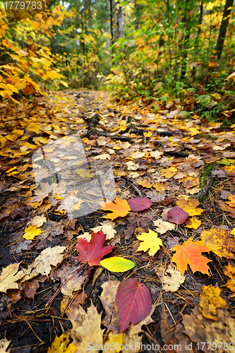 Image of Path in fall forest