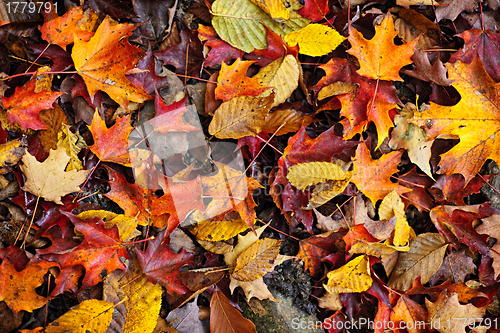 Image of Fall leaves background