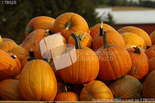 Image of Pumpkins