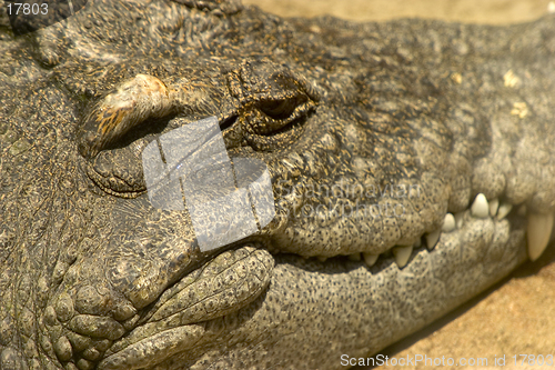 Image of Alligator