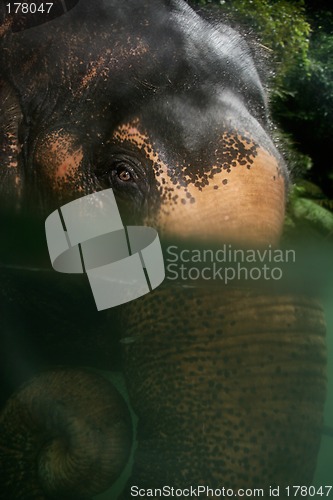 Image of Elephant in River