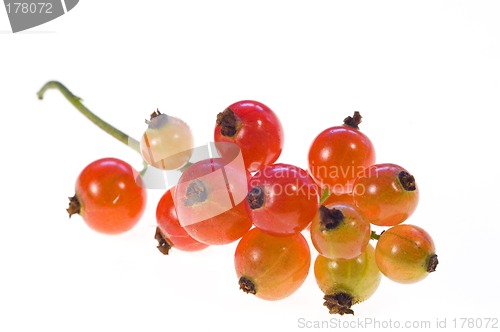 Image of Currant