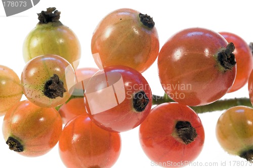 Image of Currant