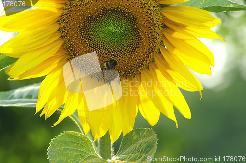 Image of Sunflower