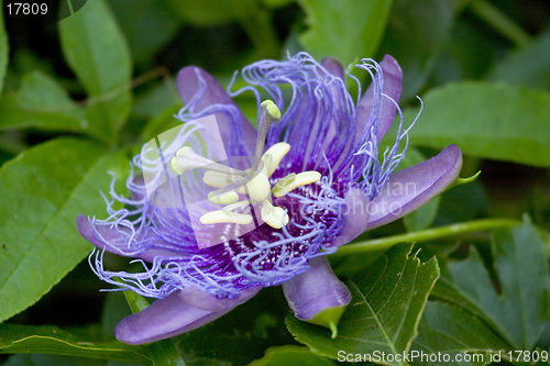 Image of Flower