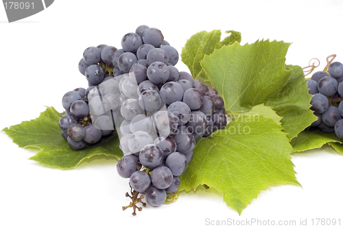 Image of Dark grape