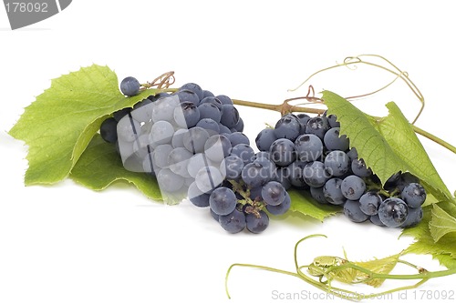 Image of Dark grape