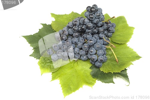 Image of Dark grape