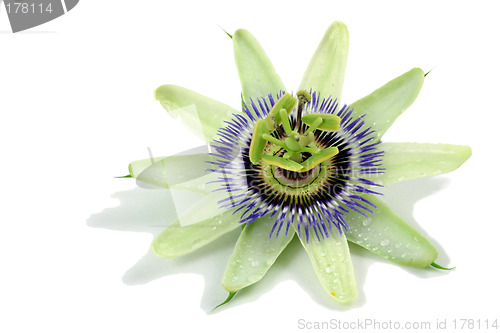 Image of passion flower