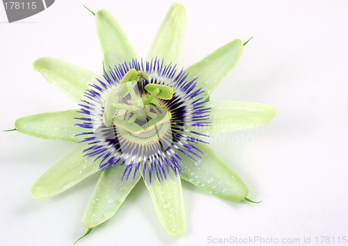 Image of passion flower