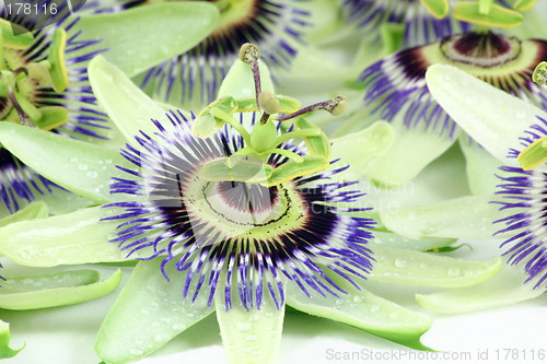 Image of passion flower