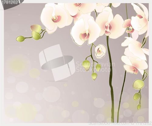 Image of  Greeting card with orchid. Illustration orhid.