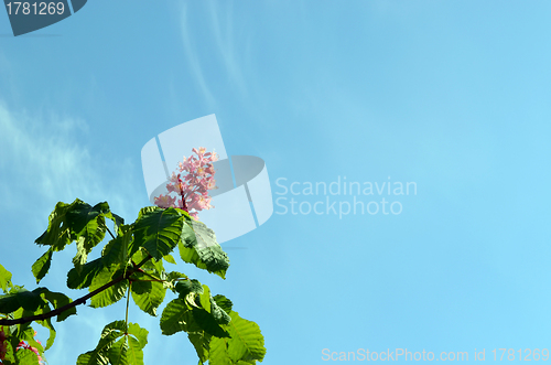 Image of Red blooming beautiful conker trees on blue sky 