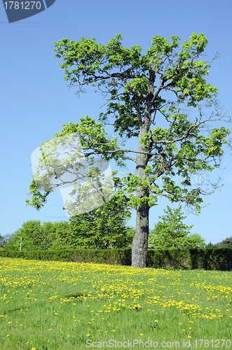 Image of Meadow sow thistle flowers  maple tree hedge 