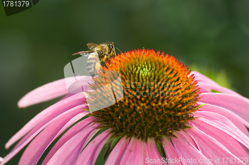 Image of Bee on the flower echinacea