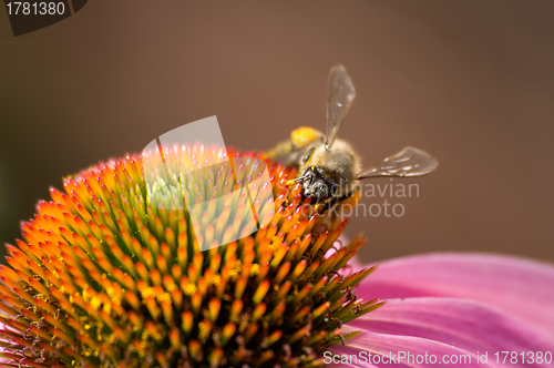 Image of Bee on the flower echinacea