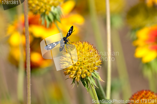 Image of Black butterfly on the yellow flower