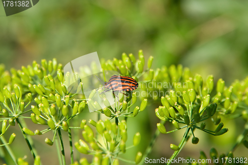 Image of Black-red striped beetle