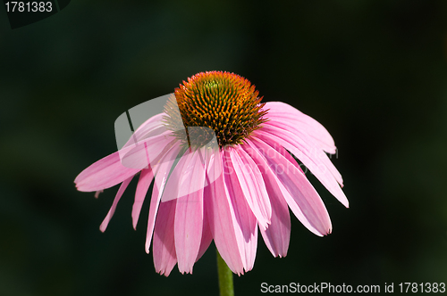 Image of Flower echinacea