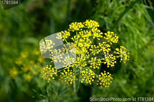 Image of Inflorescence of dill