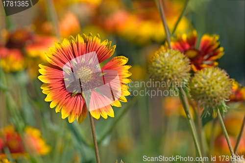 Image of Red-yellow flower