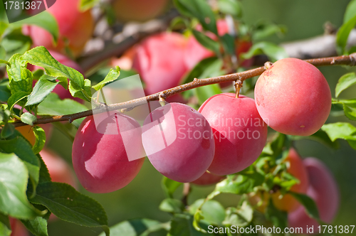 Image of The plum
