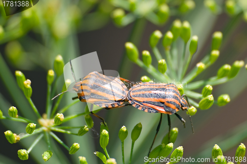 Image of Two black-red striped beetles