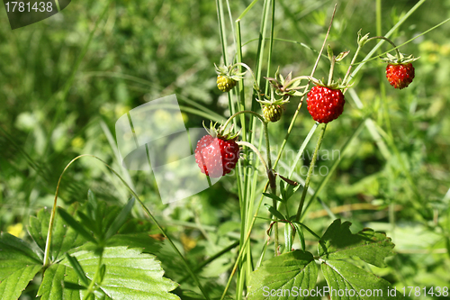 Image of Wild strawberry 