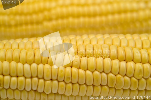 Image of Corn cob background