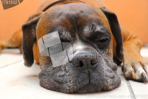 Image of sleeping dog