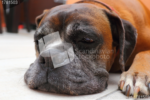 Image of sleepy boxer breed