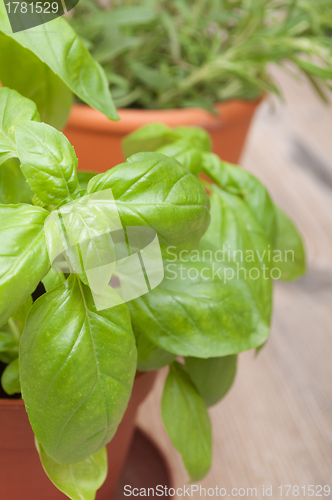 Image of Potted Herbs - Basil and Rosemary